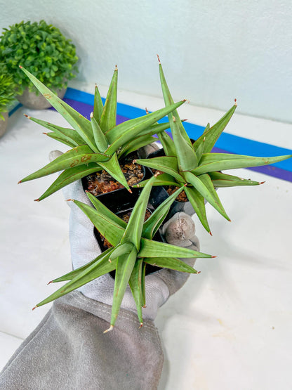 Sansevieria Chanin (PH2) | Rare Imported House Plants