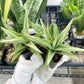 Sansevieria Chanin (PH2) | Imported Hybrids | 2" Pots