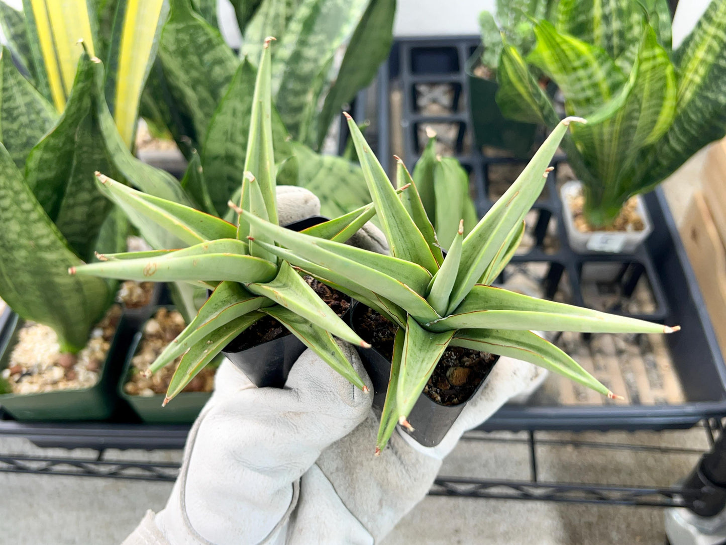 Sansevieria Chanin (PH2) | Imported Hybrids | 2" Pots