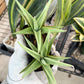 Sansevieria Chanin (PH2) | Imported Hybrids | 2" Pots