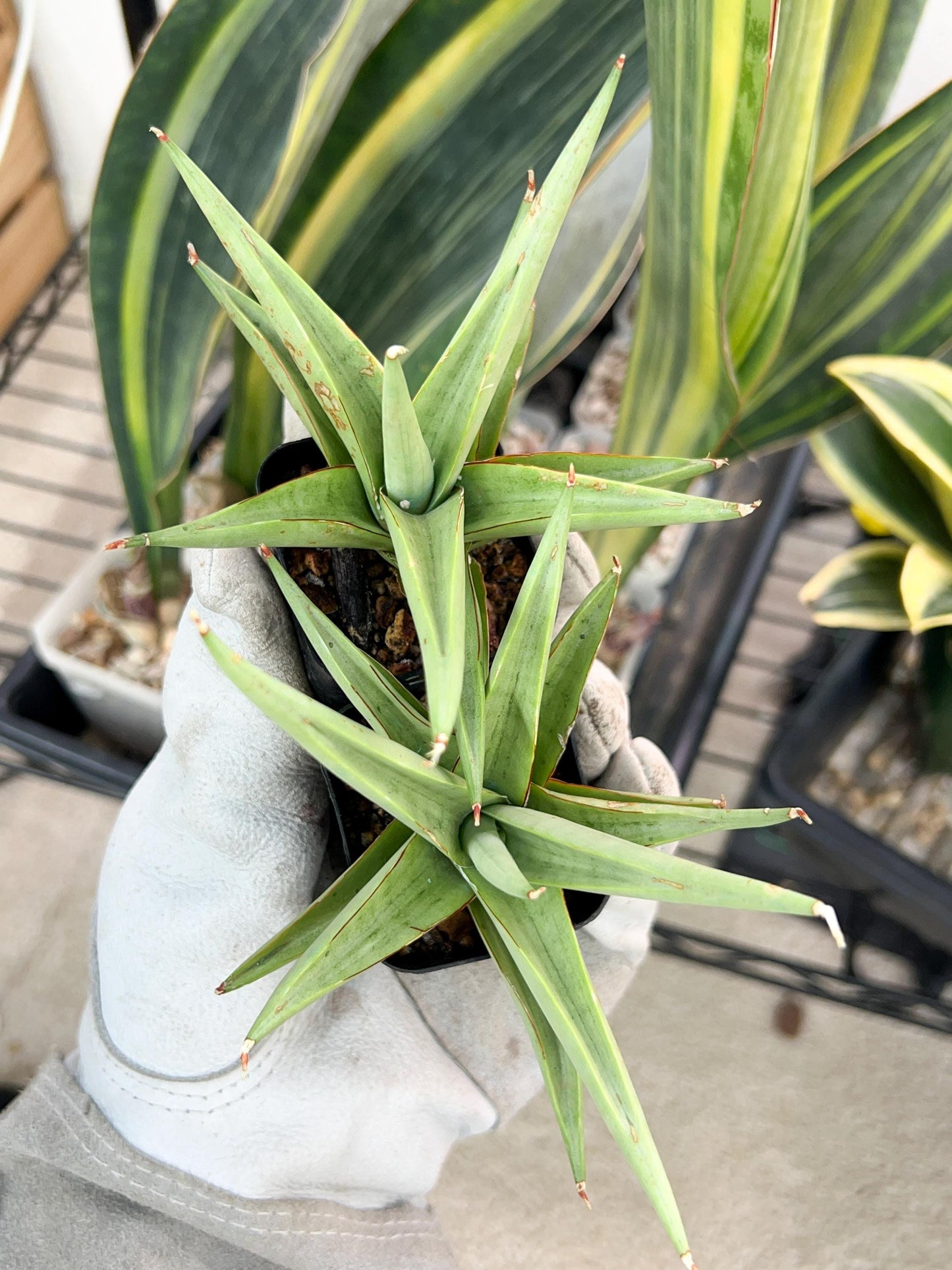 Sansevieria Chanin (PH2) | Imported Hybrids | 2" Pots