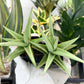 Sansevieria Chanin (PH2) | Imported Hybrids | 2" Pots