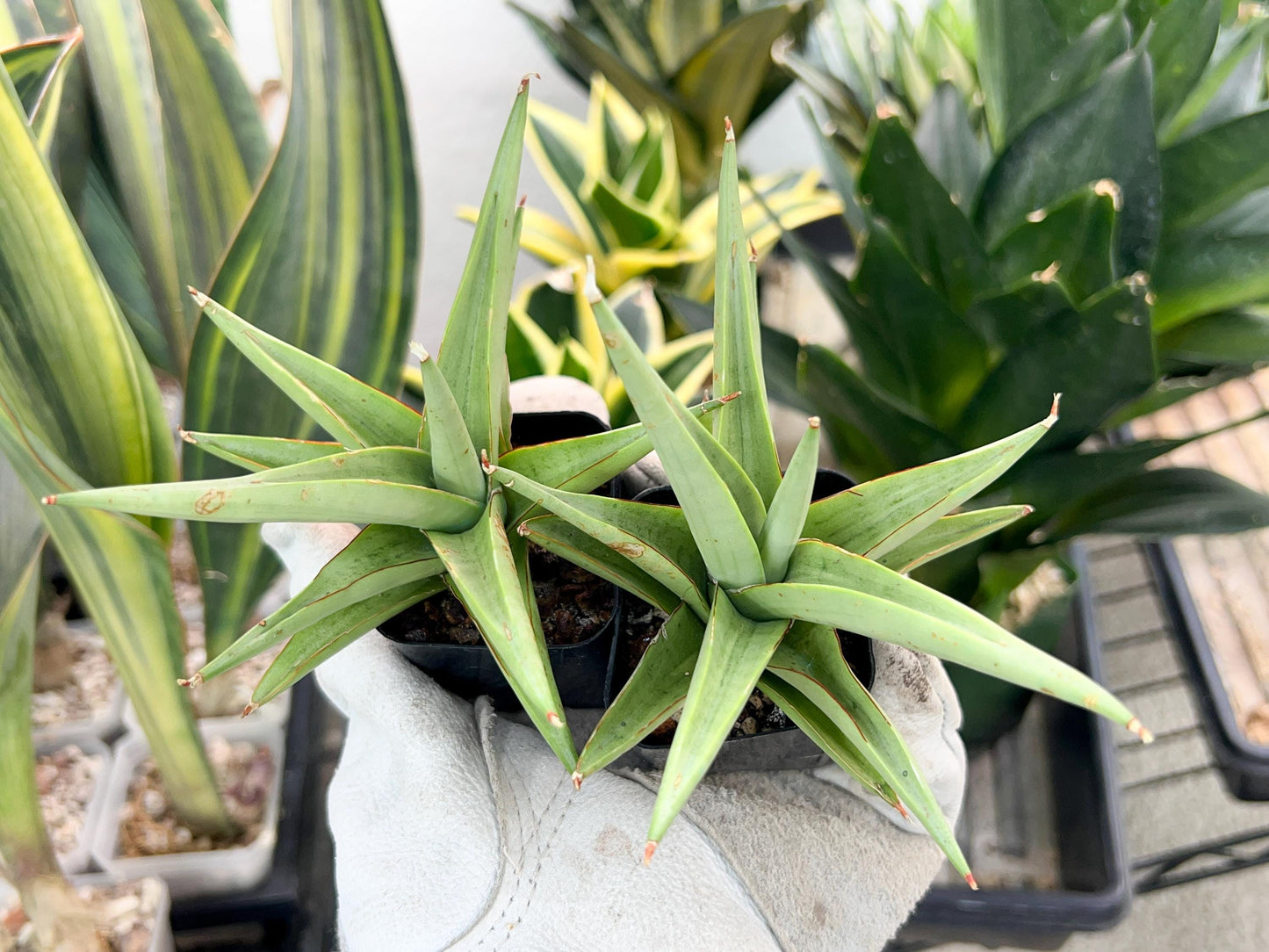 Sansevieria Chanin (PH2) | Imported Hybrids | 2" Pots