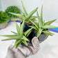 Sansevieria Chanin (PH2) | Imported Hybrids | 2" Pots