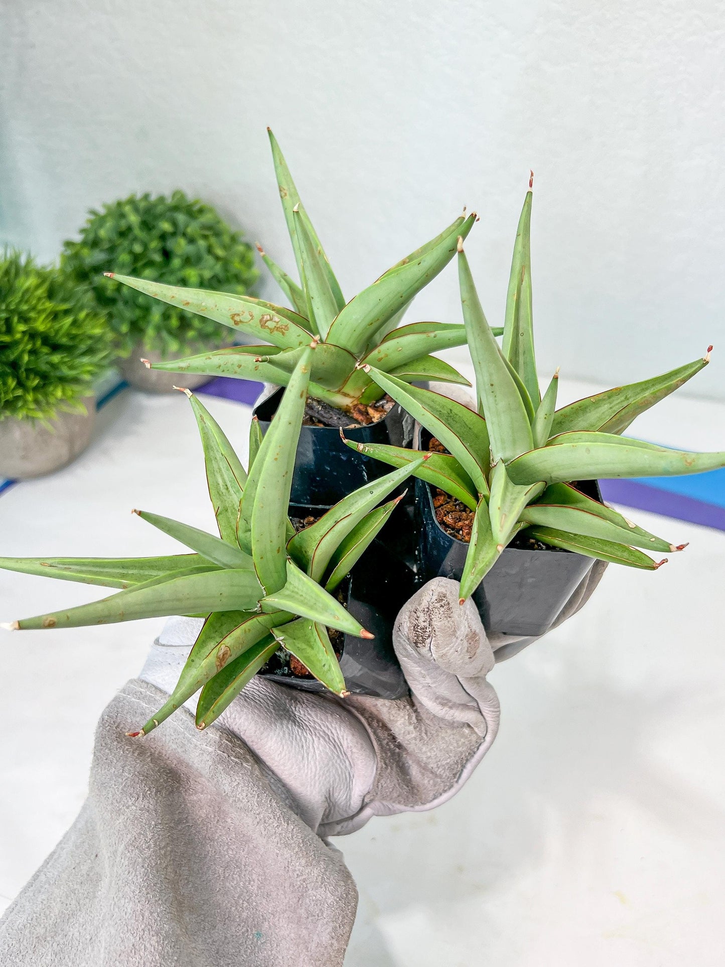 Sansevieria Chanin (PH2) | Imported Hybrids | 2" Pots