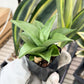 Sansevieria Manee Thewee (PH4) | Imported House Plants | 2" Planter