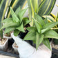 Sansevieria Manee Thewee (PH4) | Imported House Plants | 2" Planter