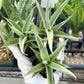 Sansevieria Swan Dancer (#PH8) | Imported Indoor Snake Plant | 2" Planter