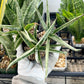 Sansevieria Trident | Imported Indoor Snake Plant | 2" Planter