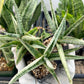 Sansevieria Trident | Imported Indoor Snake Plant | 2" Planter