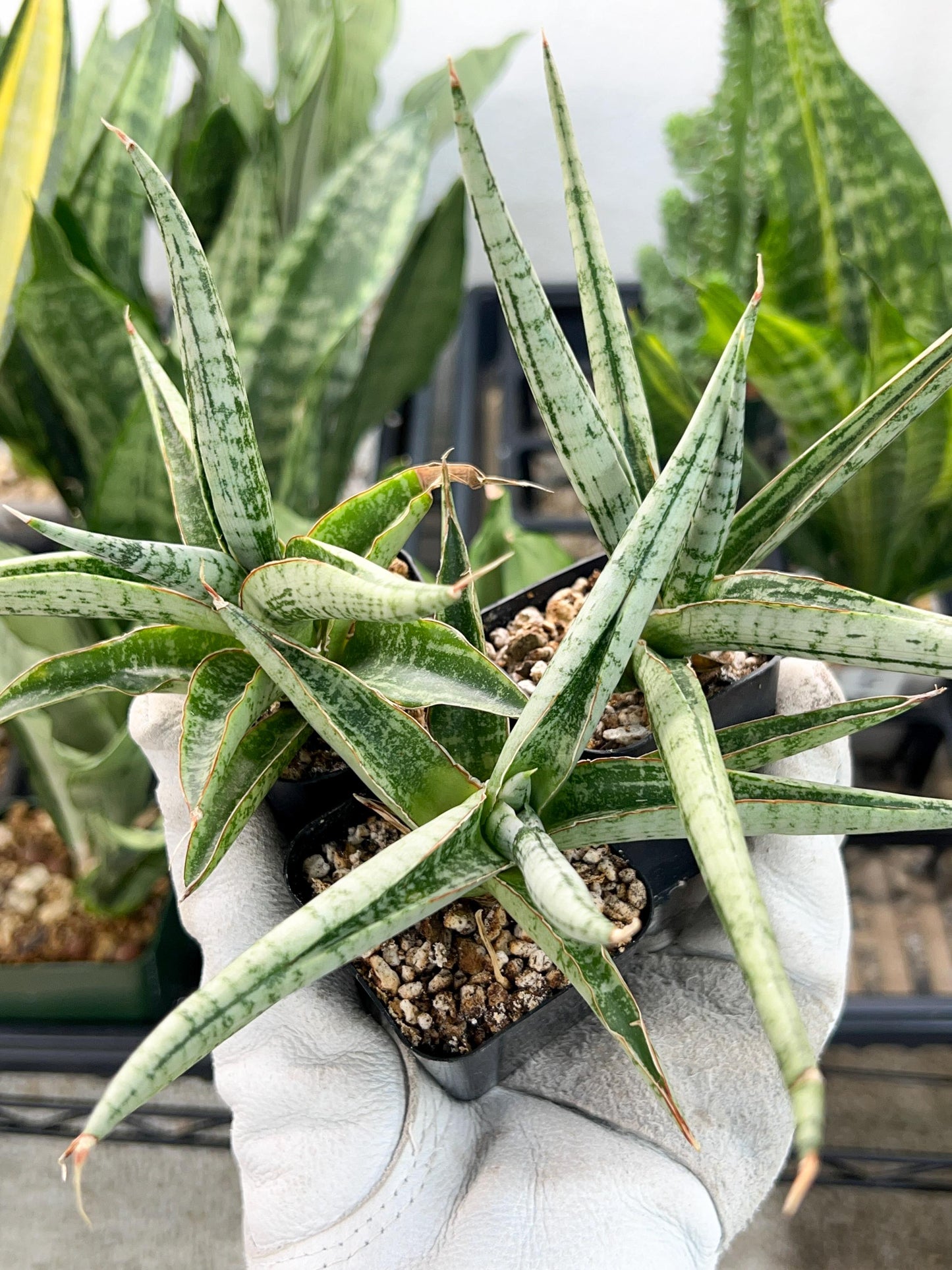 Sansevieria Trident | Imported Indoor Snake Plant | 2" Planter