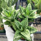 Sansevieria Ehrendel (#PH12) | Rare Hybrids | 2" Pot