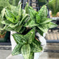 Sansevieria Ehrendel (#PH12) | Rare Hybrids | 2" Pot