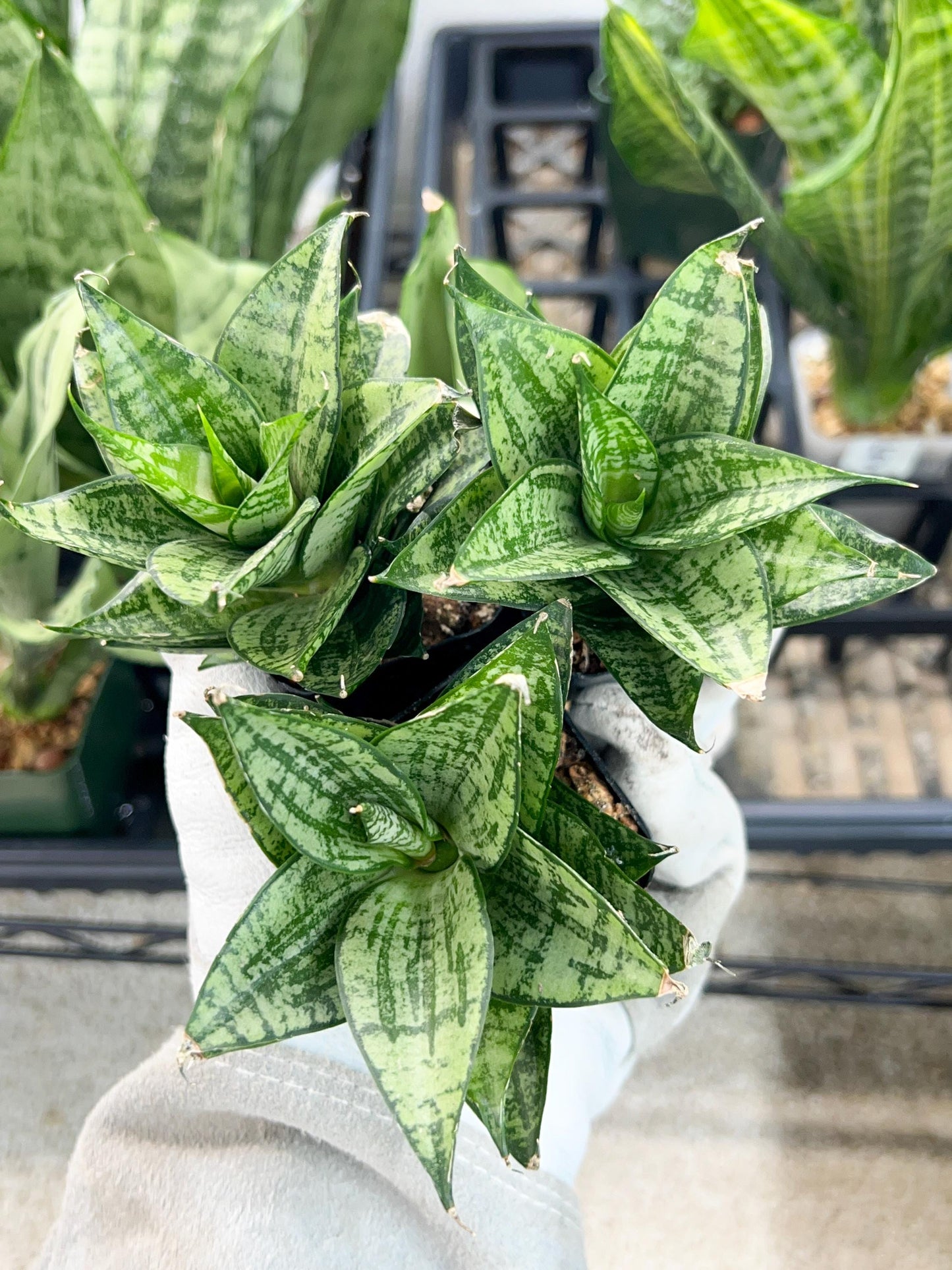 Sansevieria Ehrendel (#PH12) | Rare Hybrids | 2" Pot