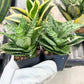 Sansevieria Ehrendel (#PH12) | Rare Hybrids | 2" Pot