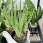 Sansevieria Guletta (#PH16) | Imported Snake Plant | 2" Planter