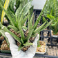 Sansevieria Guletta (#PH16) | Imported Snake Plant | 2" Planter