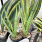 Sansevieria Guletta (#PH16) | Imported Snake Plant | 2" Planter