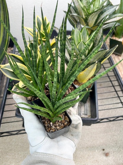Sansevieria Blue Torch (PH17) | Imported Plants | Rare Hybrid Species