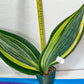 Sansevieria Masoniana Variegated XXL | Choose Your Own | Imported Snake Plant