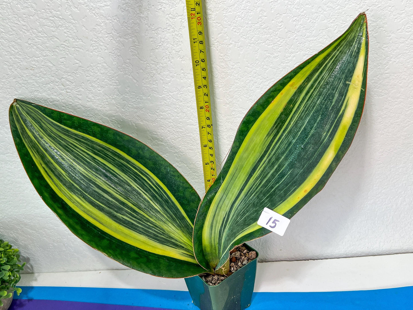 Sansevieria Masoniana Variegated XXL | Choose Your Own | Imported Snake Plant