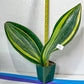 Sansevieria Masoniana Variegated XXL | Choose Your Own | Imported Snake Plant