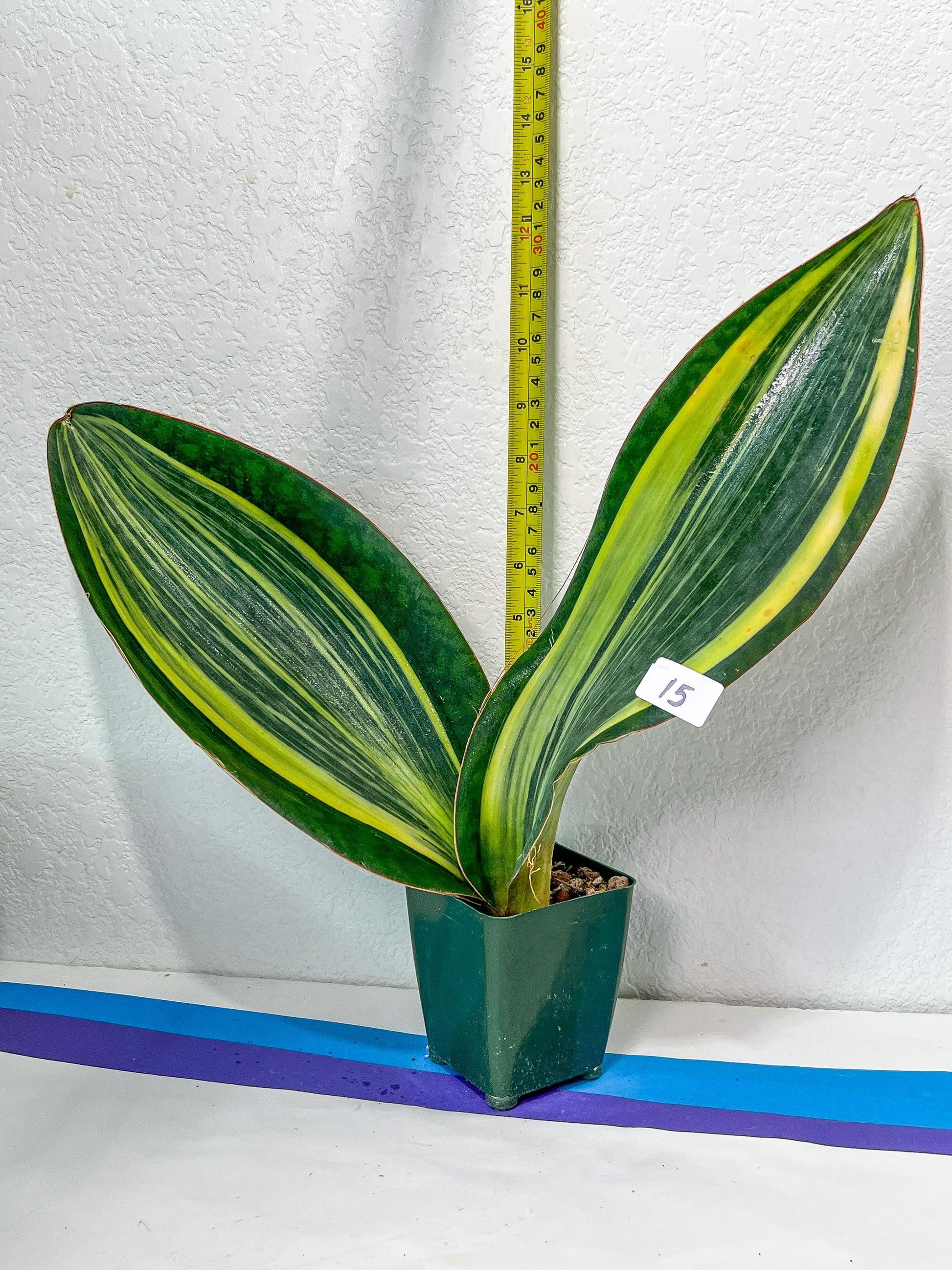 Sansevieria Masoniana Variegated XXL | Choose Your Own | Imported Snake Plant