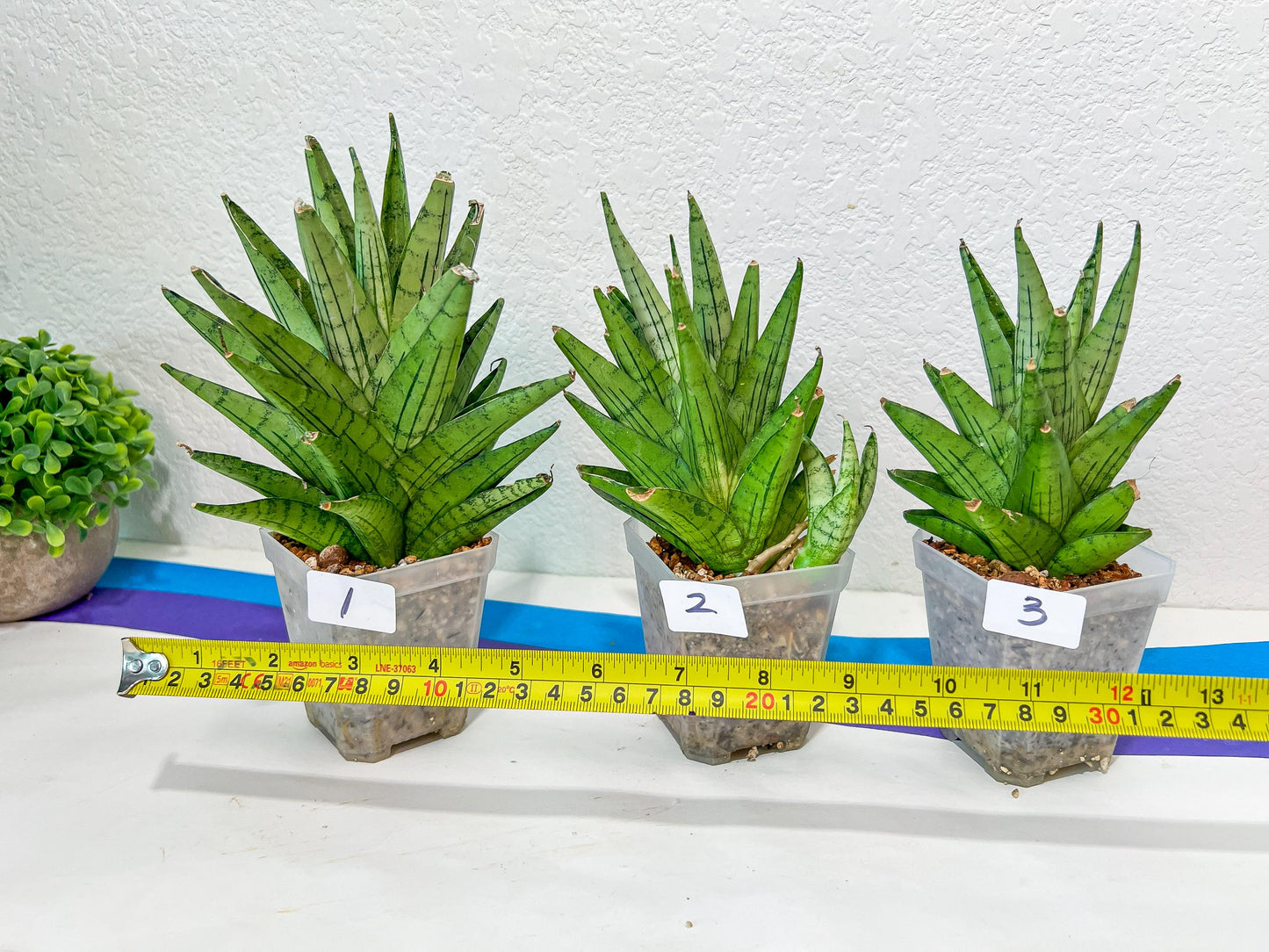 Sansevieria Nakhon Luang | Choose Your Own Rare Plant | (G1)(1~3)