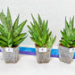 Sansevieria Nakhon Luang | Choose Your Own Rare Plant | (G1)(1~3)