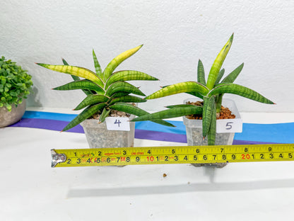 Sansevieria Lav. 1970 Delay Var | Choose Your Own Rare Plant | (G1)(4~7)