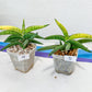 Sansevieria Lav. 1970 Delay Var | Choose Your Own Rare Plant | (G1)(4~7)