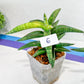 Sansevieria Lav. 1970 Delay Var | Choose Your Own Rare Plant | (G1)(4~7)