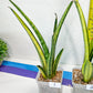 Sansevieria Lobal Kenya Var | Choose Your Own Rare Plant | (G2)(1~4)