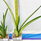 Sansevieria Lobal Kenya Var | Choose Your Own Rare Plant | (G2)(1~4)