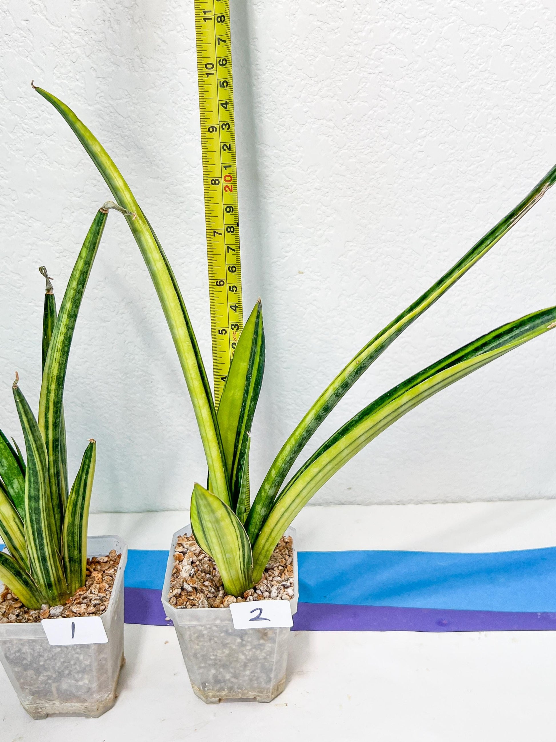 Sansevieria Lobal Kenya Var | Choose Your Own Rare Plant | (G2)(1~4)