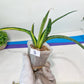 Sansevieria Lobal Kenya Var | Choose Your Own Rare Plant | (G2)(1~4)