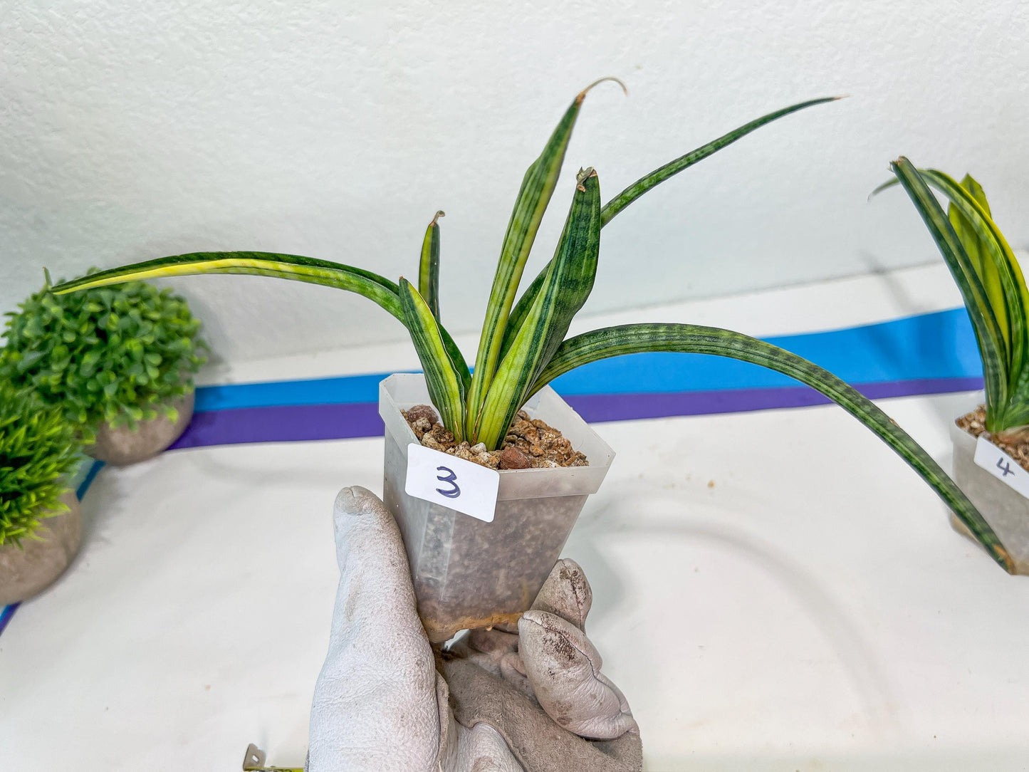 Sansevieria Lobal Kenya Var | Choose Your Own Rare Plant | (G2)(1~4)