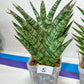 Sansevieria Bunterng | Choose Your Own Rare Plant | (G2)(5~6)