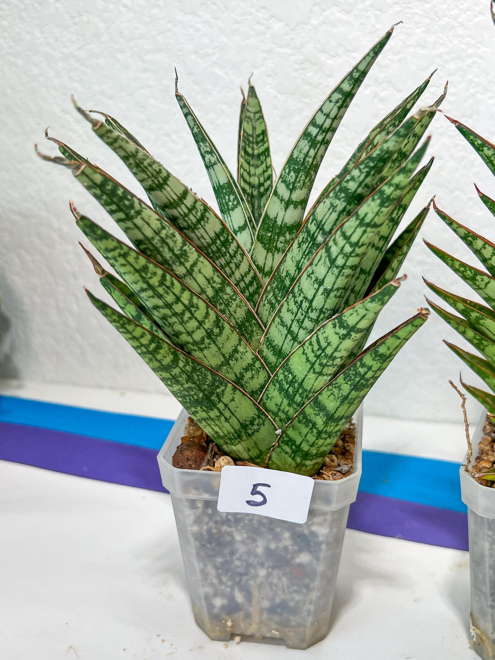 Sansevieria Bunterng | Choose Your Own Rare Plant | (G2)(5~6)