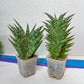 Sansevieria Bunterng | Choose Your Own Rare Plant | (G2)(5~6)