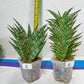 Sansevieria Bunterng | Choose Your Own Rare Plant | (G2)(5~6)