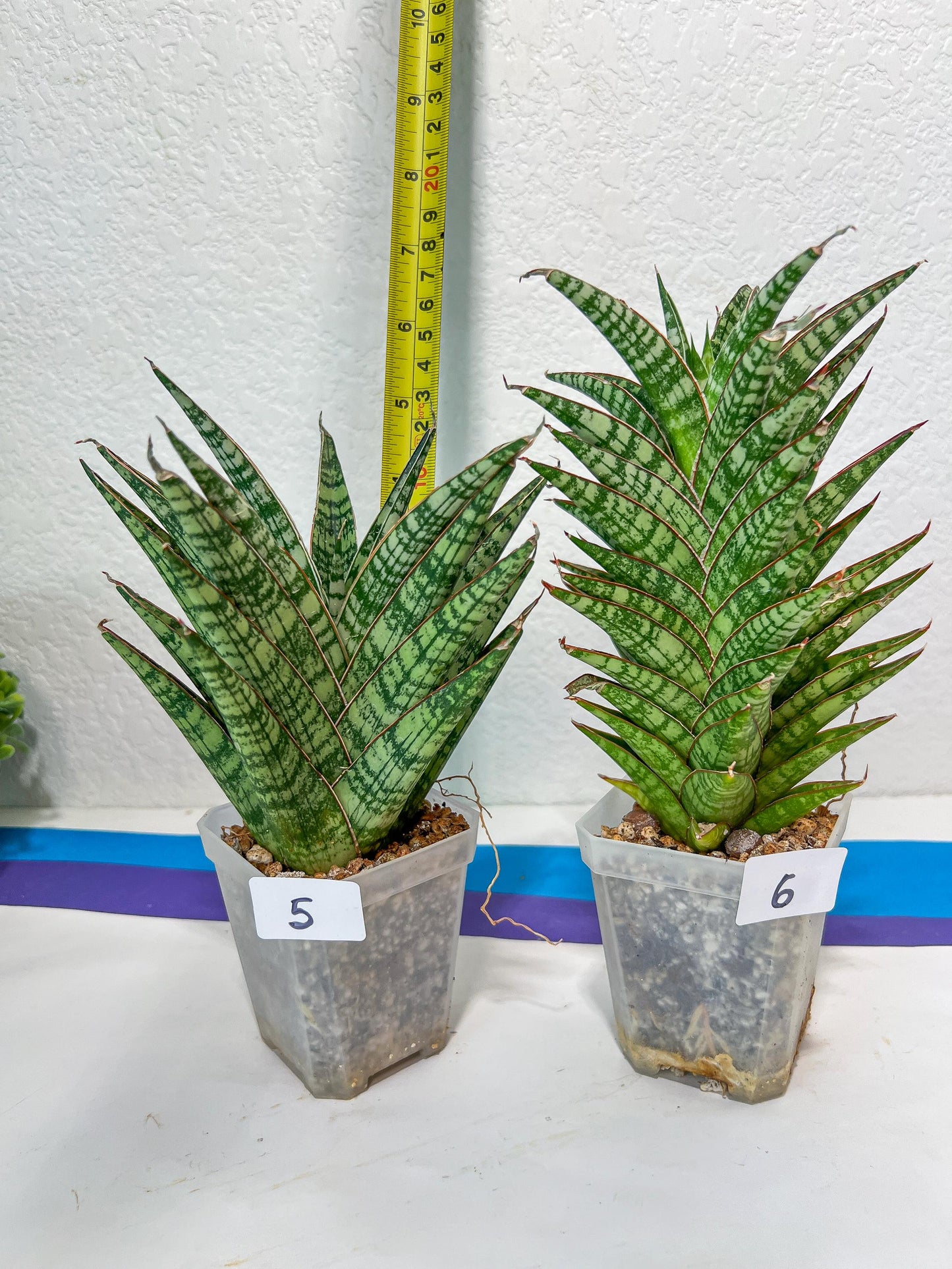 Sansevieria Bunterng | Choose Your Own Rare Plant | (G2)(5~6)