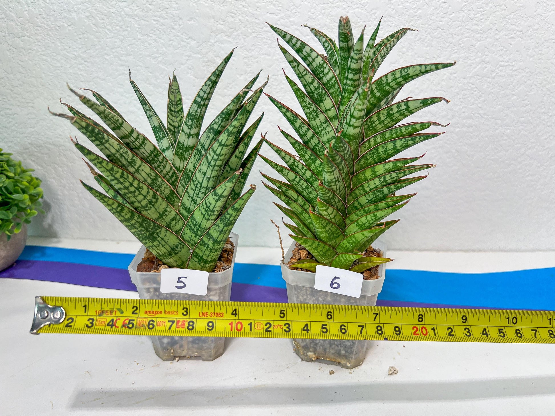 Sansevieria Bunterng | Choose Your Own Rare Plant | (G2)(5~6)