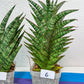 Sansevieria Bunterng | Choose Your Own Rare Plant | (G2)(5~6)