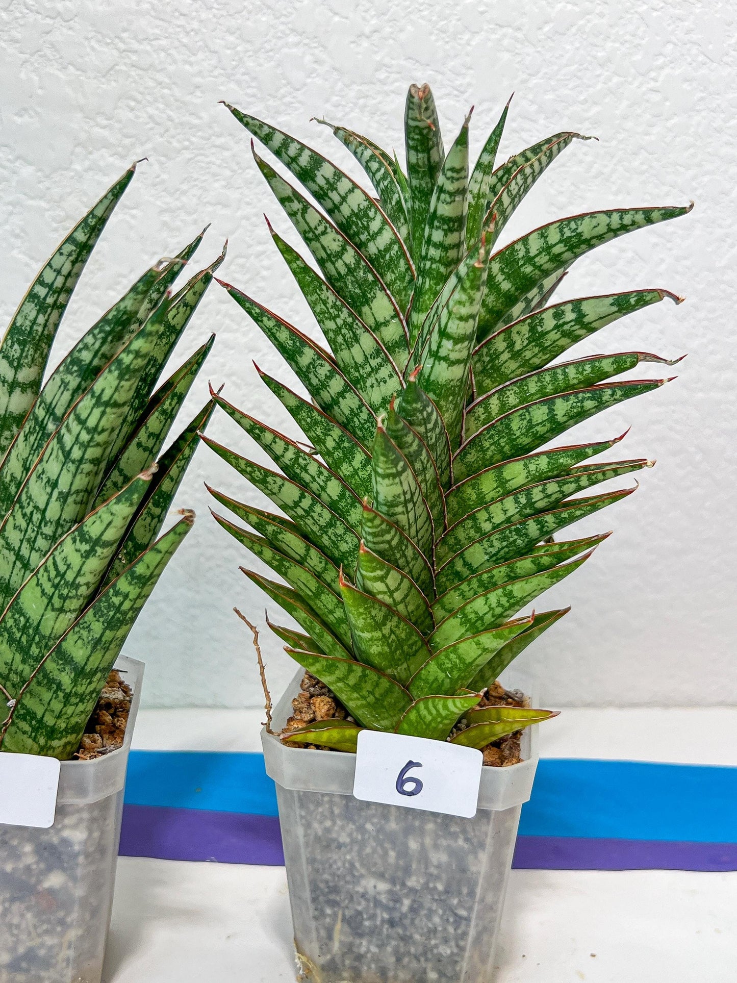 Sansevieria Bunterng | Choose Your Own Rare Plant | (G2)(5~6)