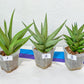 Sansevieria Rare Collections 2.5" Pot | Plant names listed in descriptions. More photos available on request (G1/1~9)