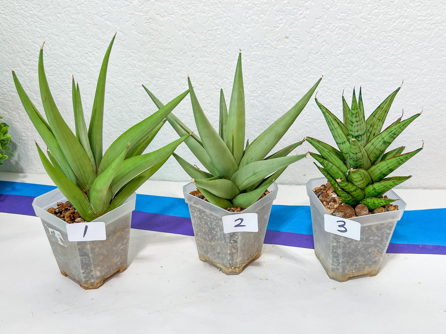 Sansevieria Rare Collections 2.5" Pot | Plant names listed in descriptions. More photos available on request (G1/1~9)