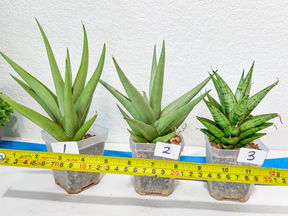 Sansevieria Rare Collections 2.5" Pot | Plant names listed in descriptions. More photos available on request (G1/1~9)