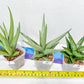 Sansevieria Rare Collections 2.5" Pot | Plant names listed in descriptions. More photos available on request (G1/1~9)