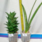 Sansevieria Rare Collections 2.5" Pot | Plant names listed in descriptions. More photos available on request (G1/1~9)